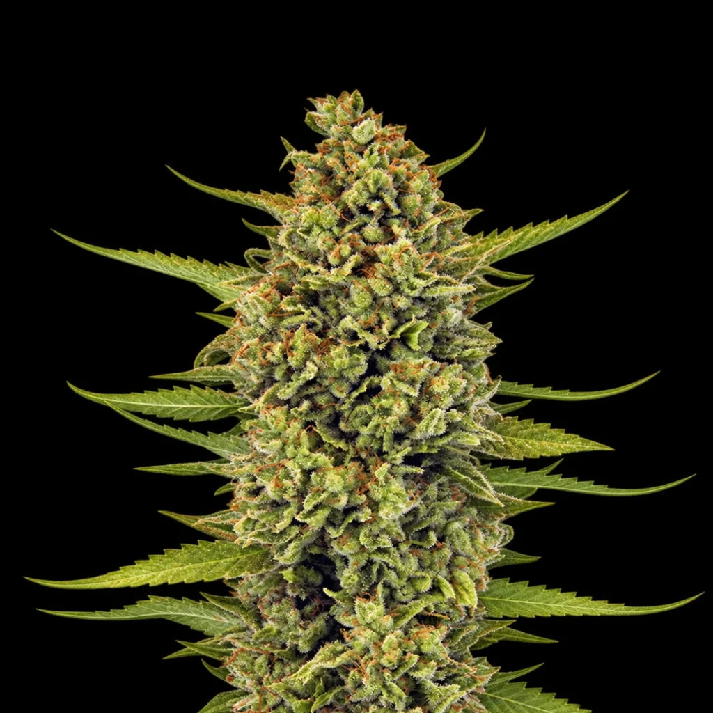Acapulco Gold (Feminiseret) – Barney’s Farm