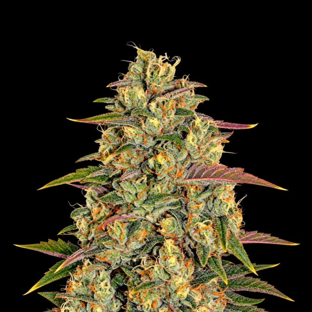 Amnesia Lemon (Feminiseret) – Barney’s Farm