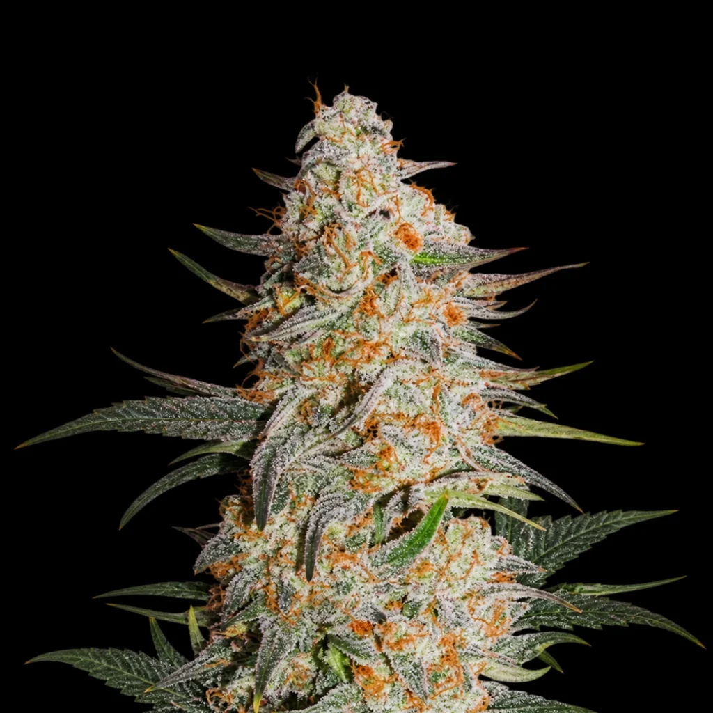 Critical Orange Punch (Feminiseret) – Dutch Passion