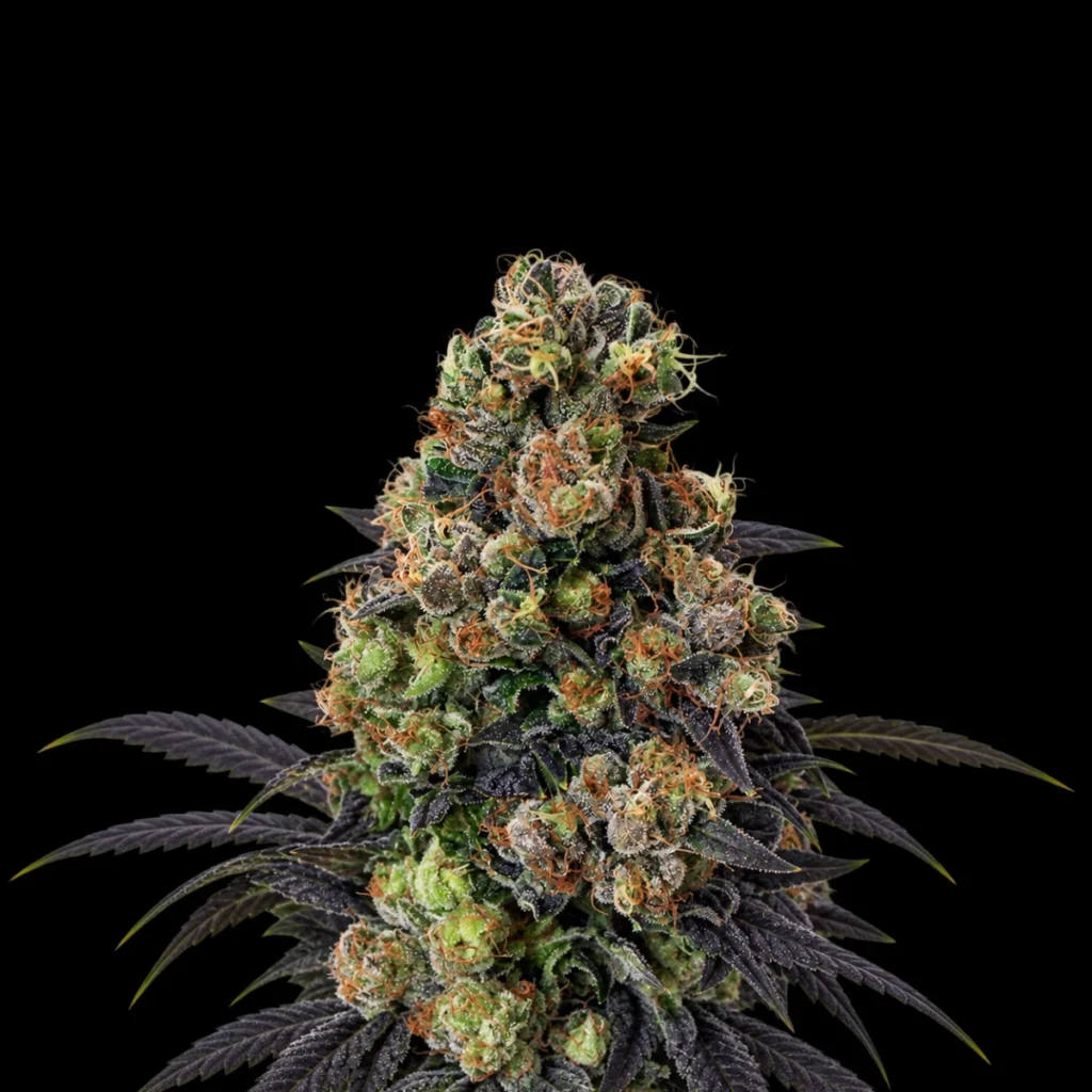 Acid Dough (Feminiseret) – Ripper Seeds