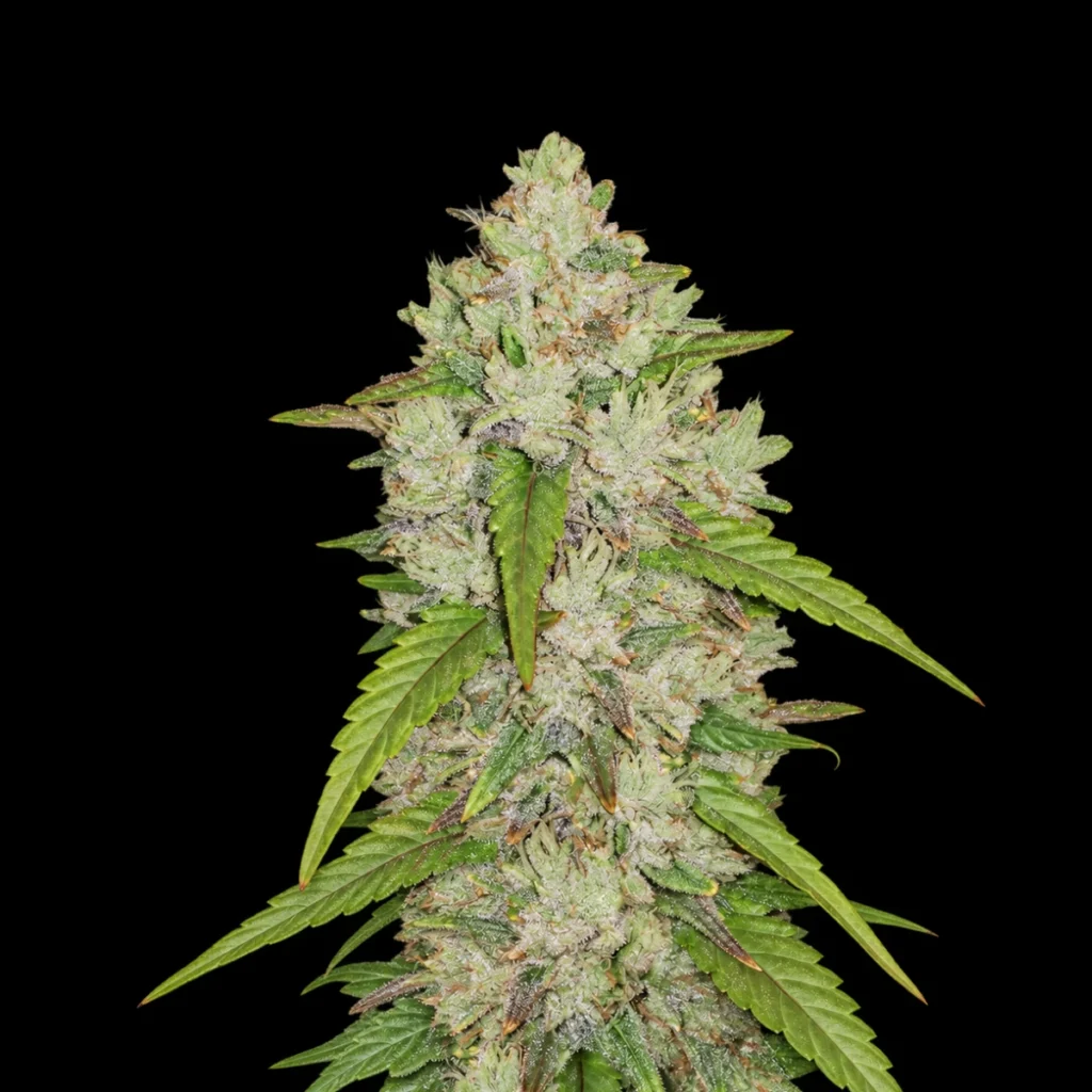 Original Amnesia Haze Auto – Fast Buds