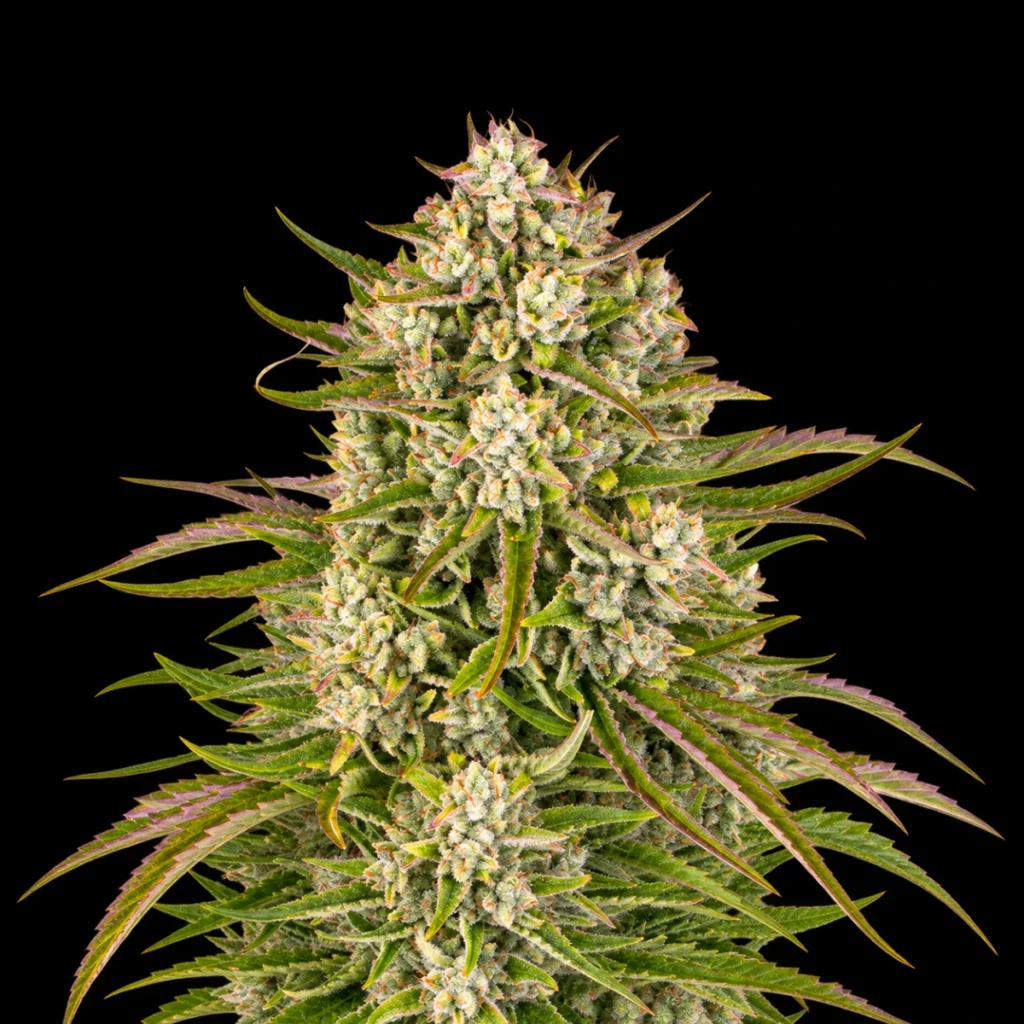 Wedding Cake Auto – Barney’s Farm