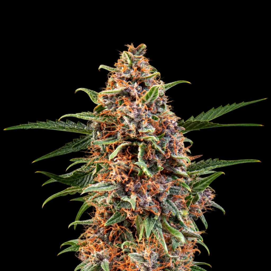 Black Widow Auto – CPH Seeds