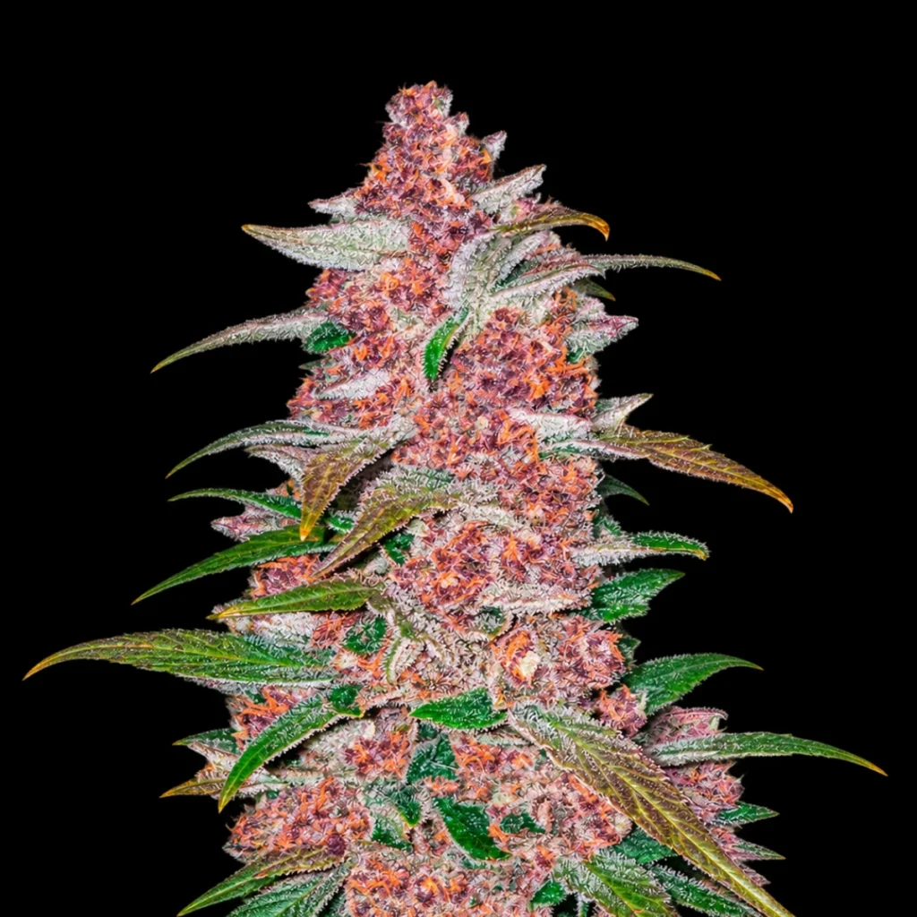 Blackberry Auto – Fast Buds