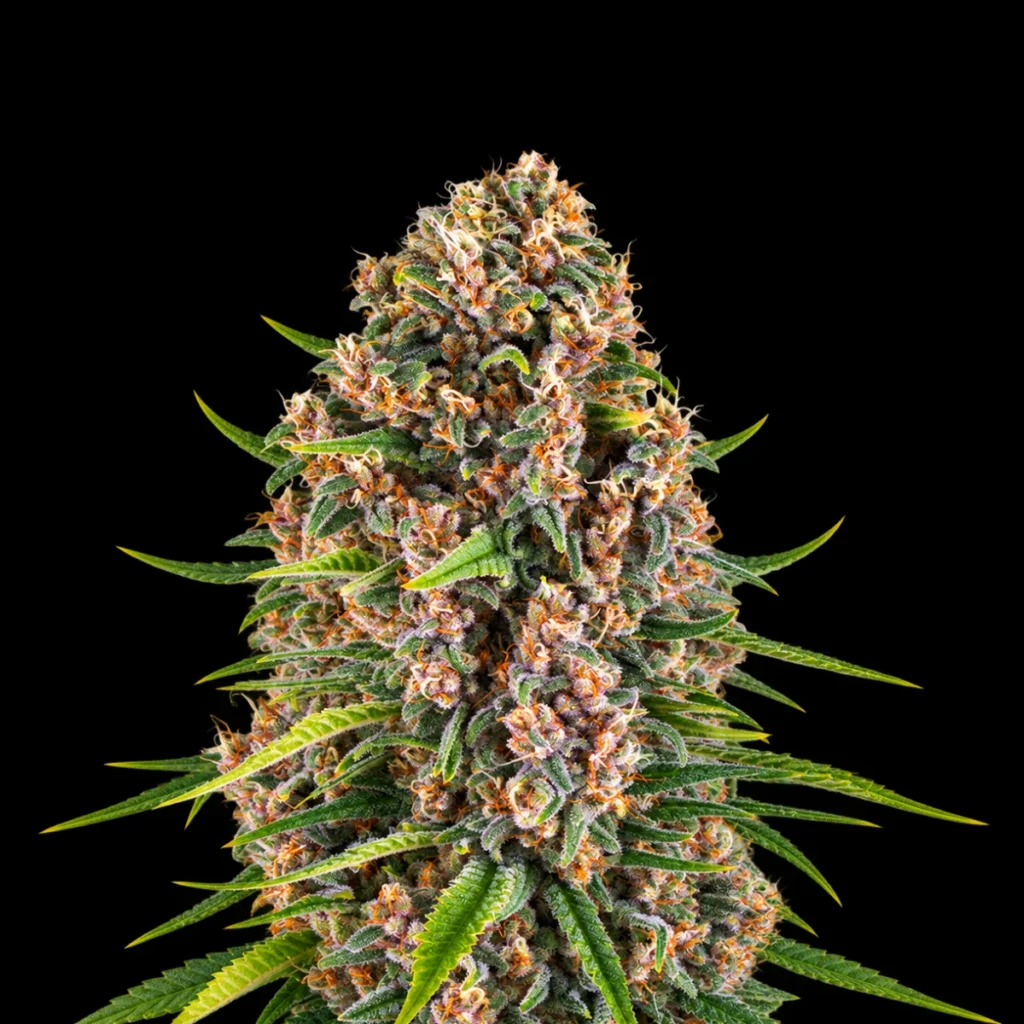 Blue Cheese (Feminiseret) – Barney’s Farm