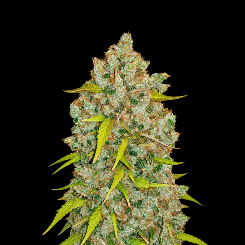 Original Bubblegum Auto – Fast Buds