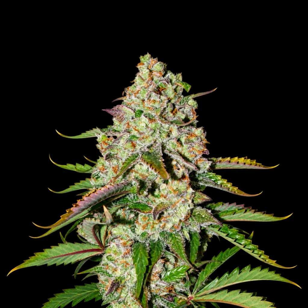 Colorado Cookies Auto – Dutch Passion
