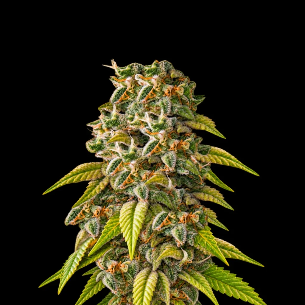 Cookies Gelato (Feminiseret) – RQS