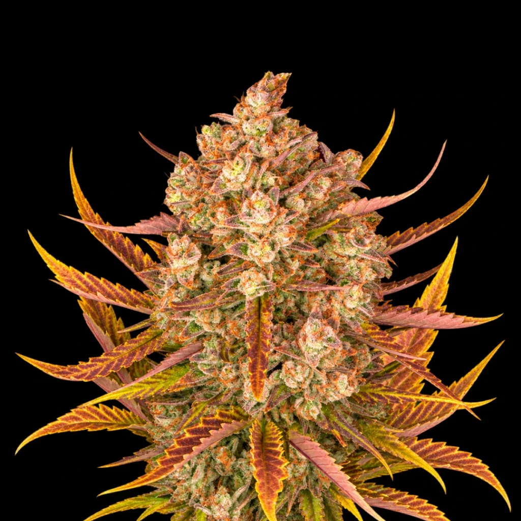 Dos Si Dos Auto – Barney’s Farm
