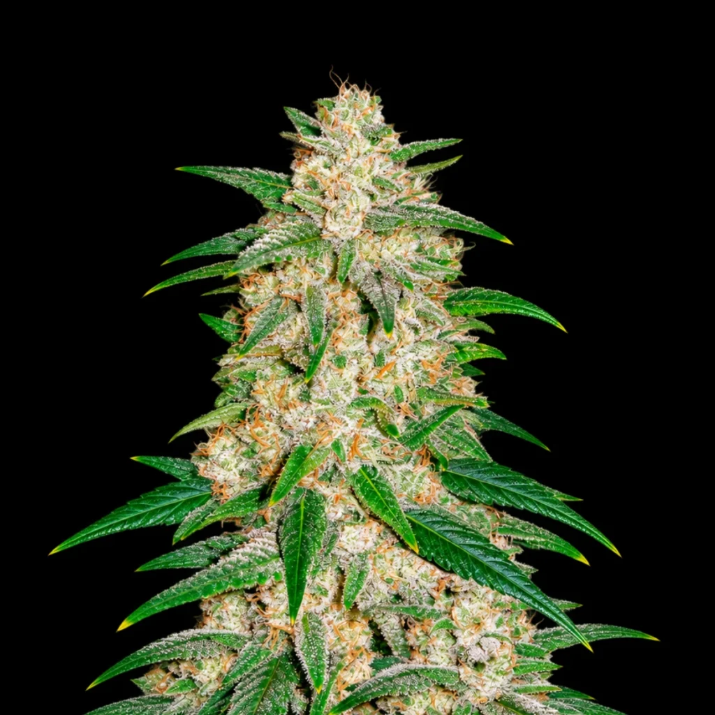 Gelato Auto – Fast Buds