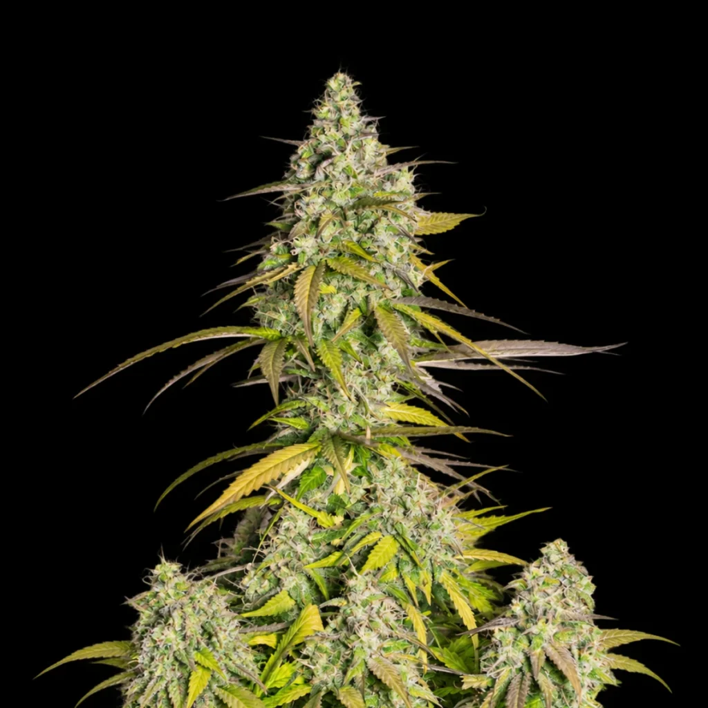 Girl Scout Cookies Auto – Fast Buds