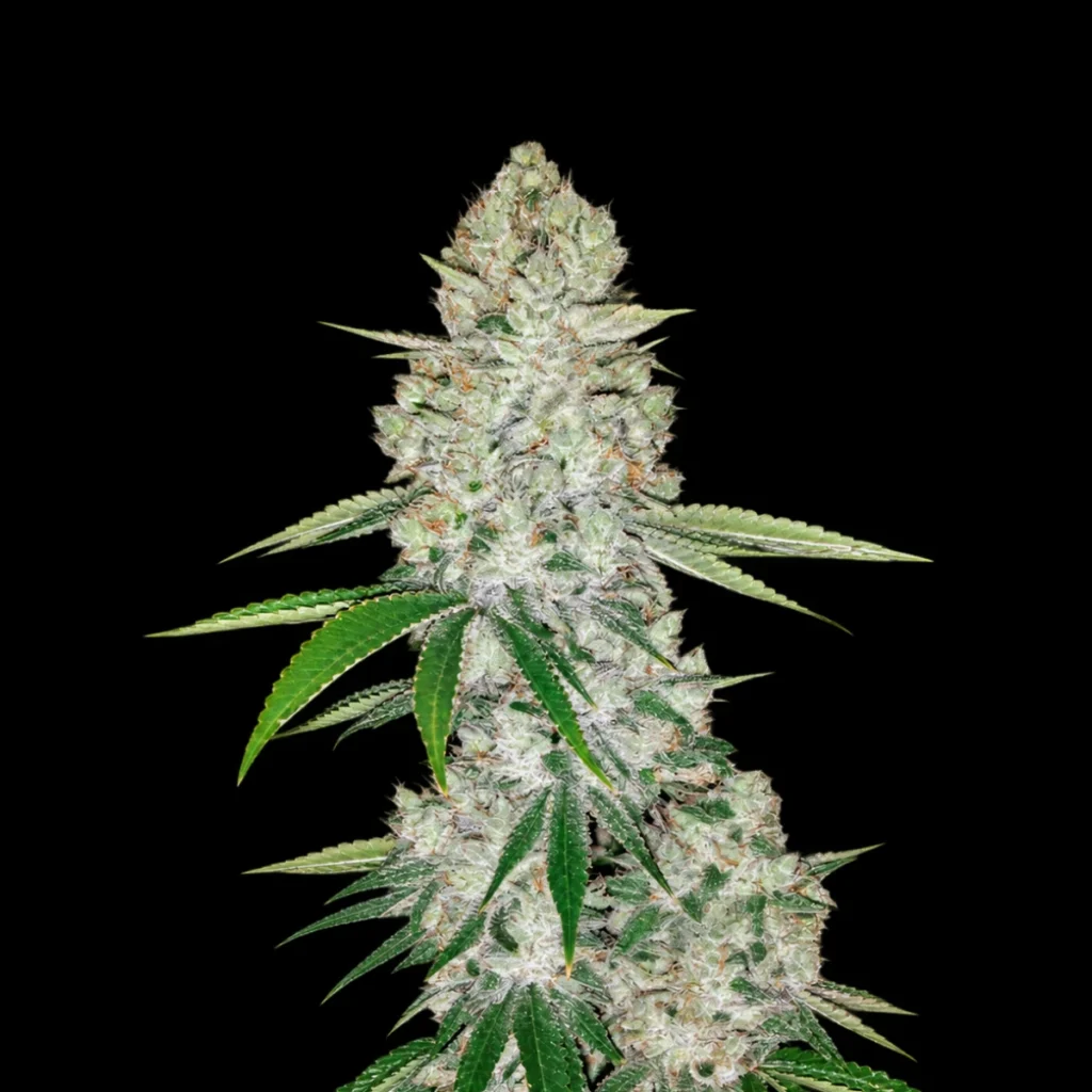 Gorilla Auto – Fast Buds