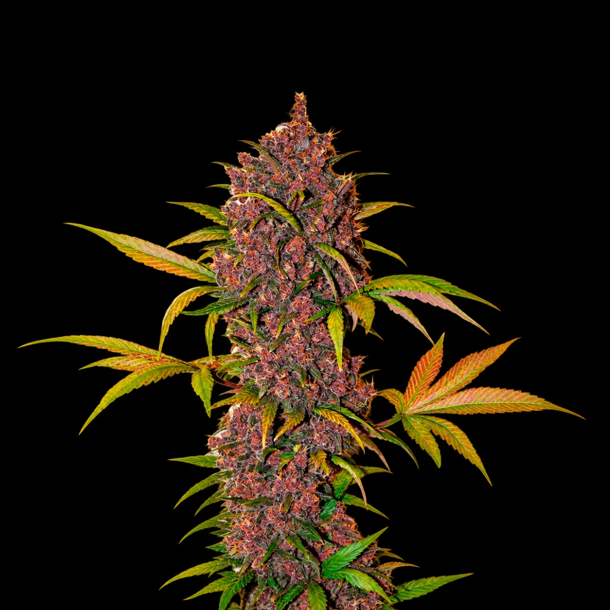 LSD-25 Auto – Fast Buds LSD-25 Auto – Fast Buds