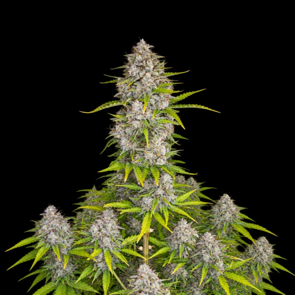 Orange Sherbet Auto – Fast buds