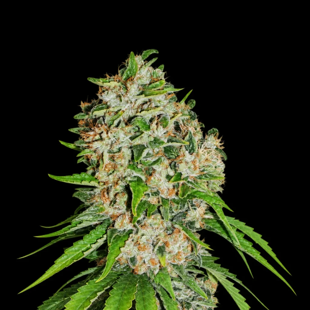 Outlaw Amnesia (Feminseret) – Dutch Passion
