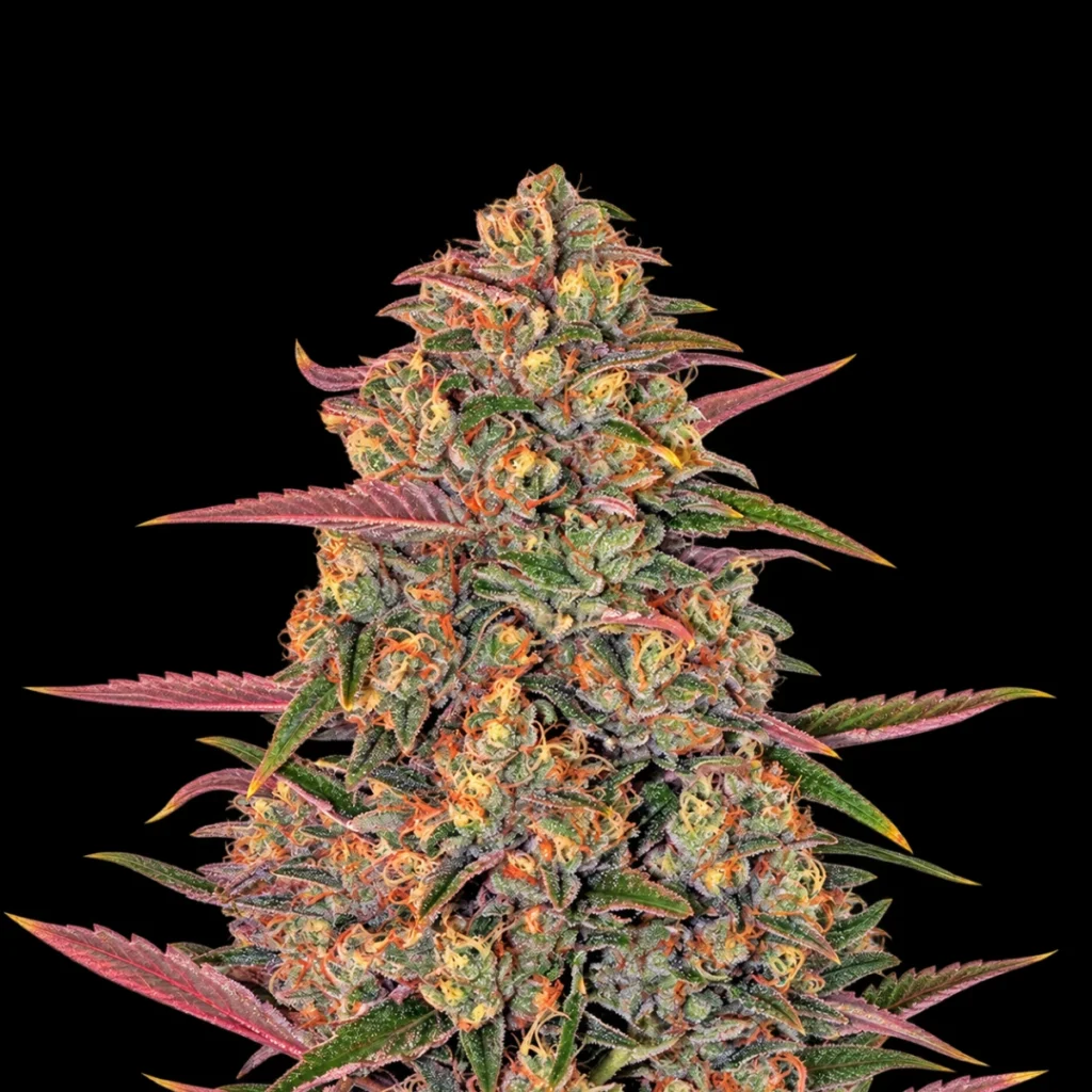 Pineapple Chunk (Feminiseret) – Barney’s Farm