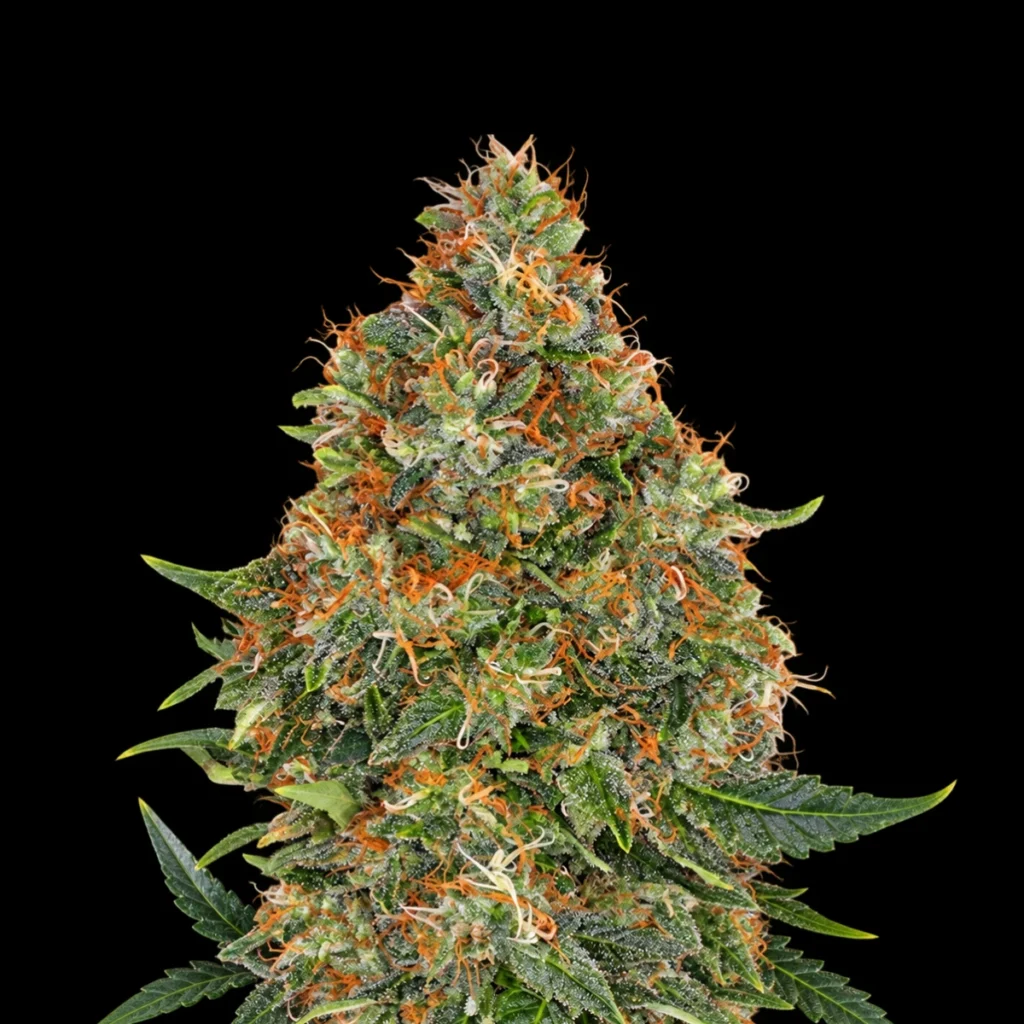 Pineapple Express Auto – Barney’s Farm
