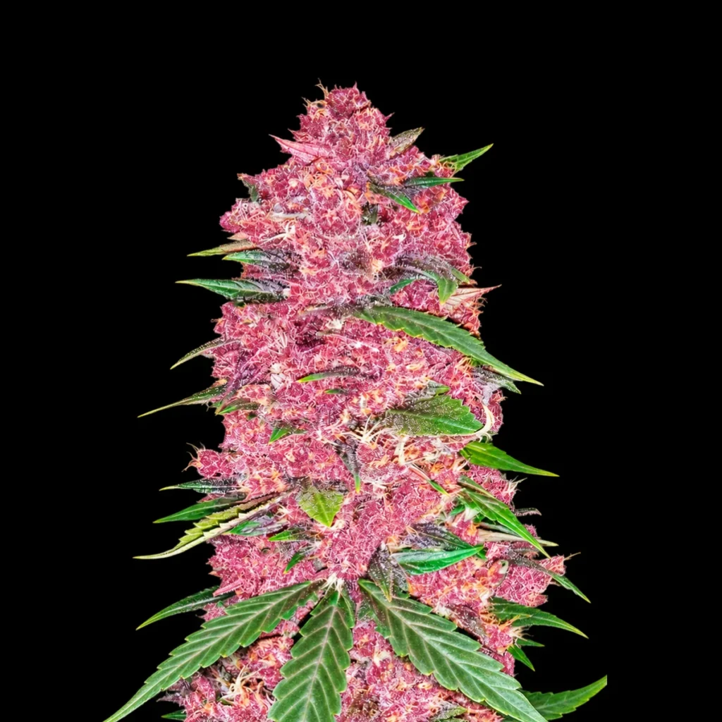 Purple Lemonade Auto – Fast Buds