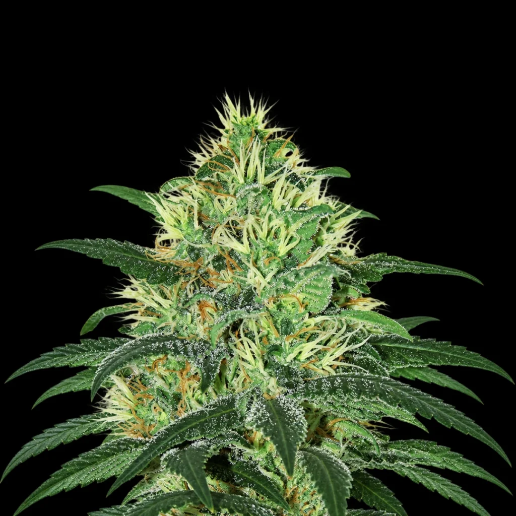 Sideral (Feminiseret) – Ripper Seeds