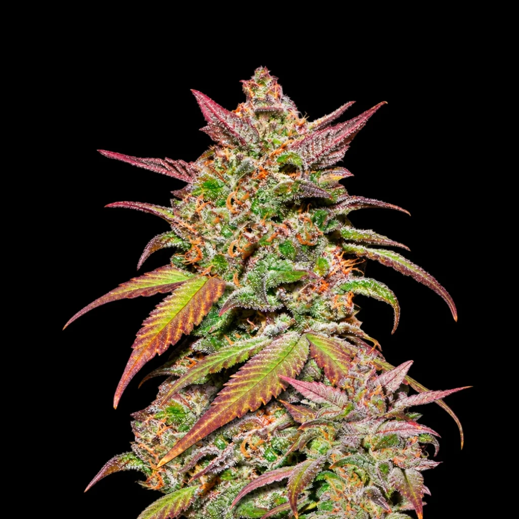 Smoothie Auto – Fast Buds