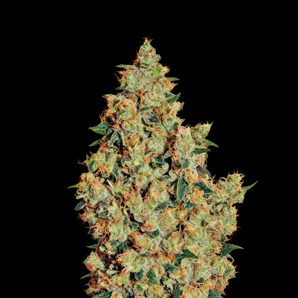 Tangerine Dream (Feminiseret) – Barney’s Farm
