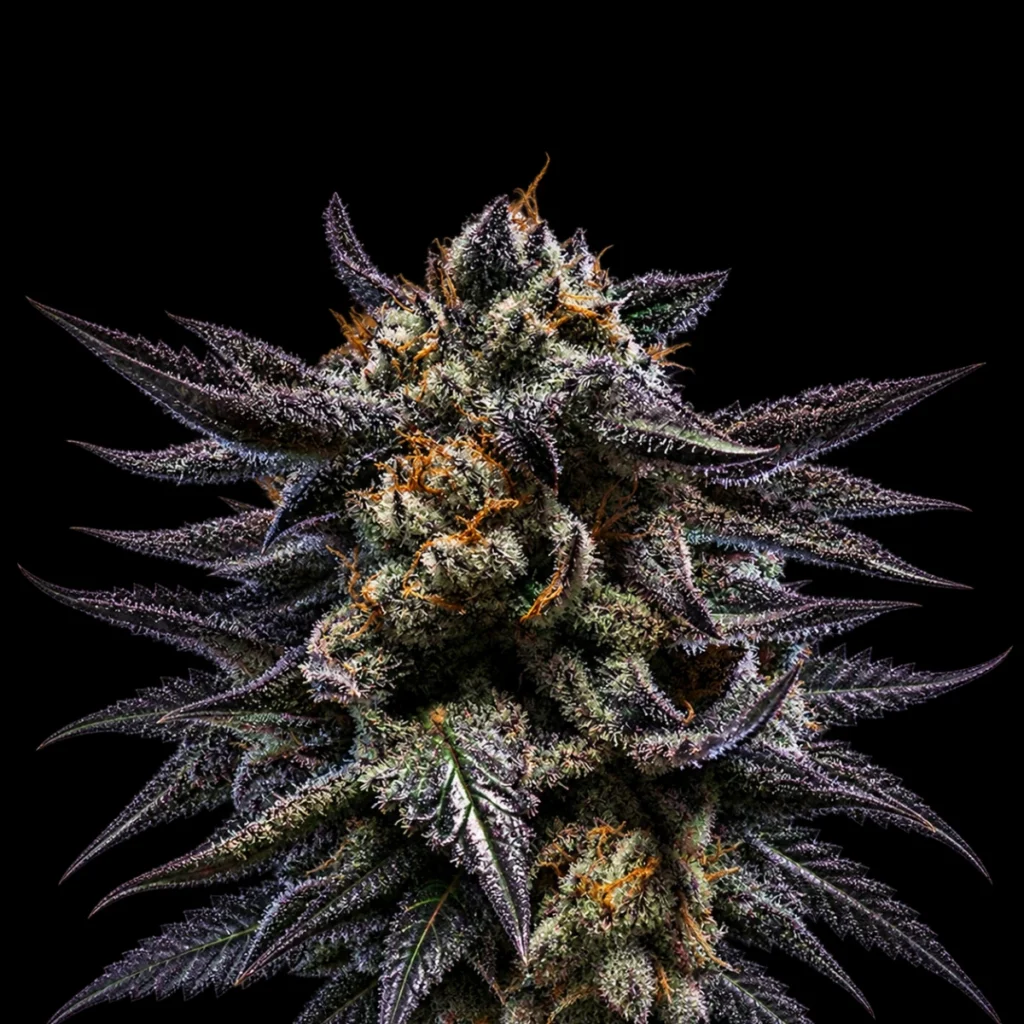 Zombie Kush (Feminiseret) – Ripper Seeds