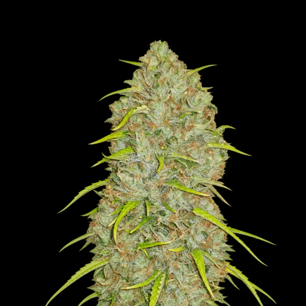 Original Jack Herer Auto – Fast buds