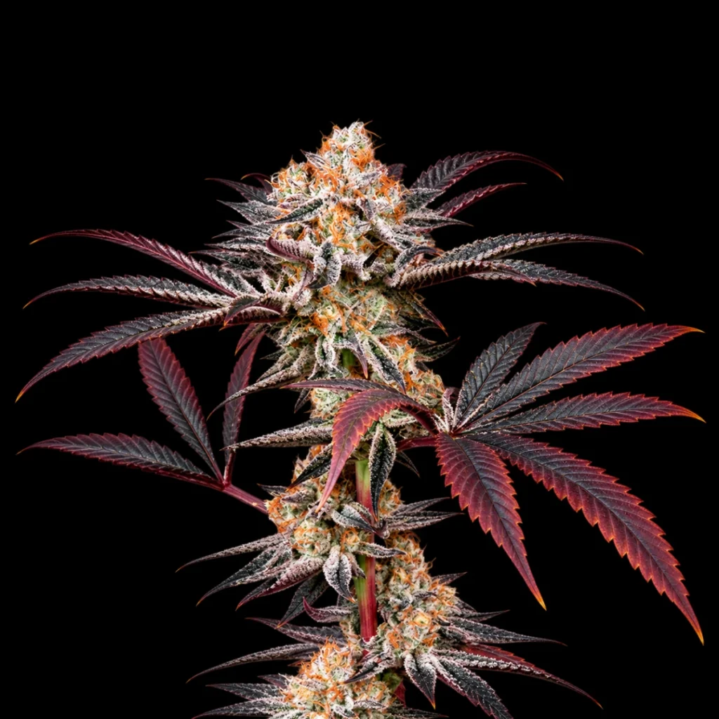 Wonder Pie (Feminiseret) – Green House Seeds