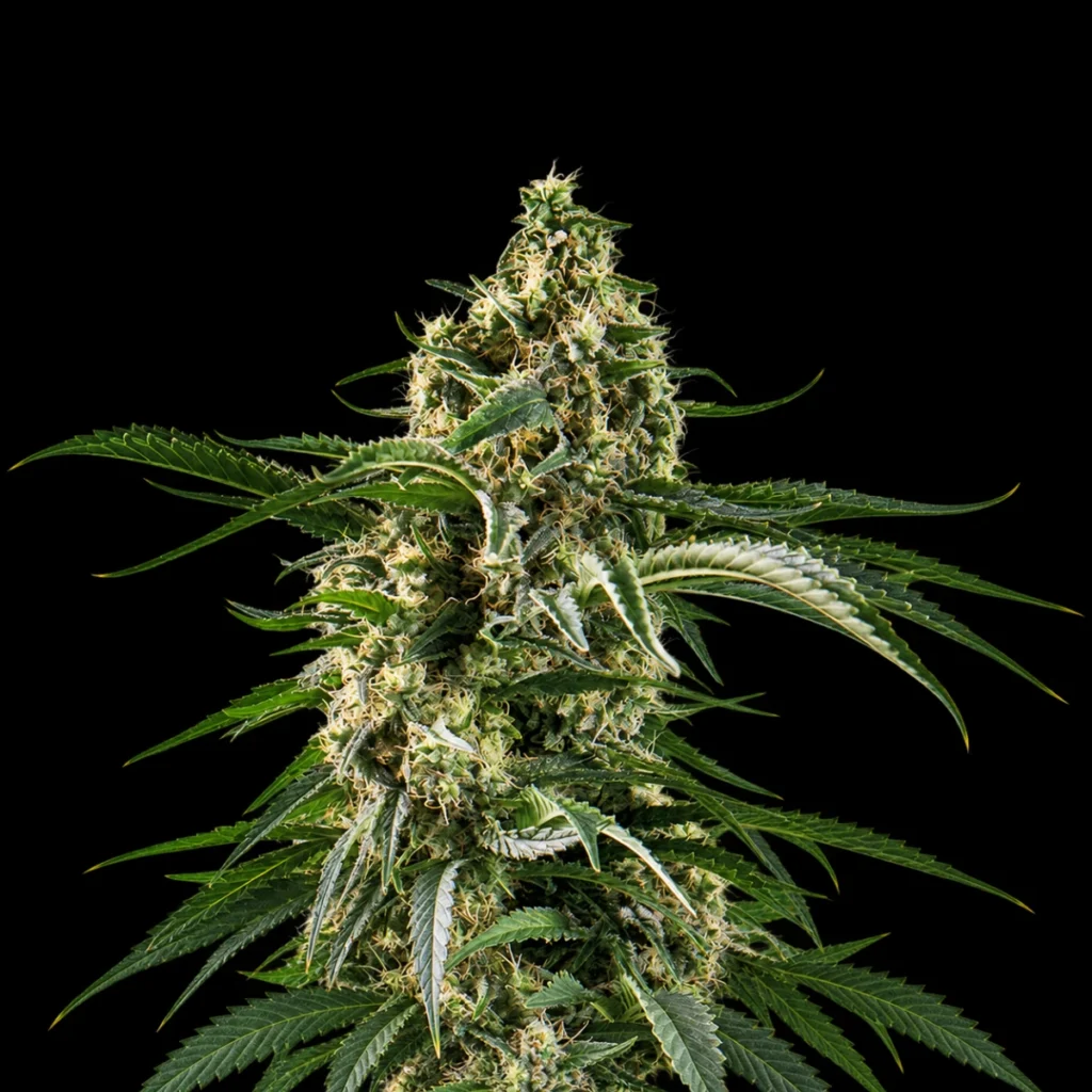 Big Bazooka (Feminiseret) – Anesia Seeds