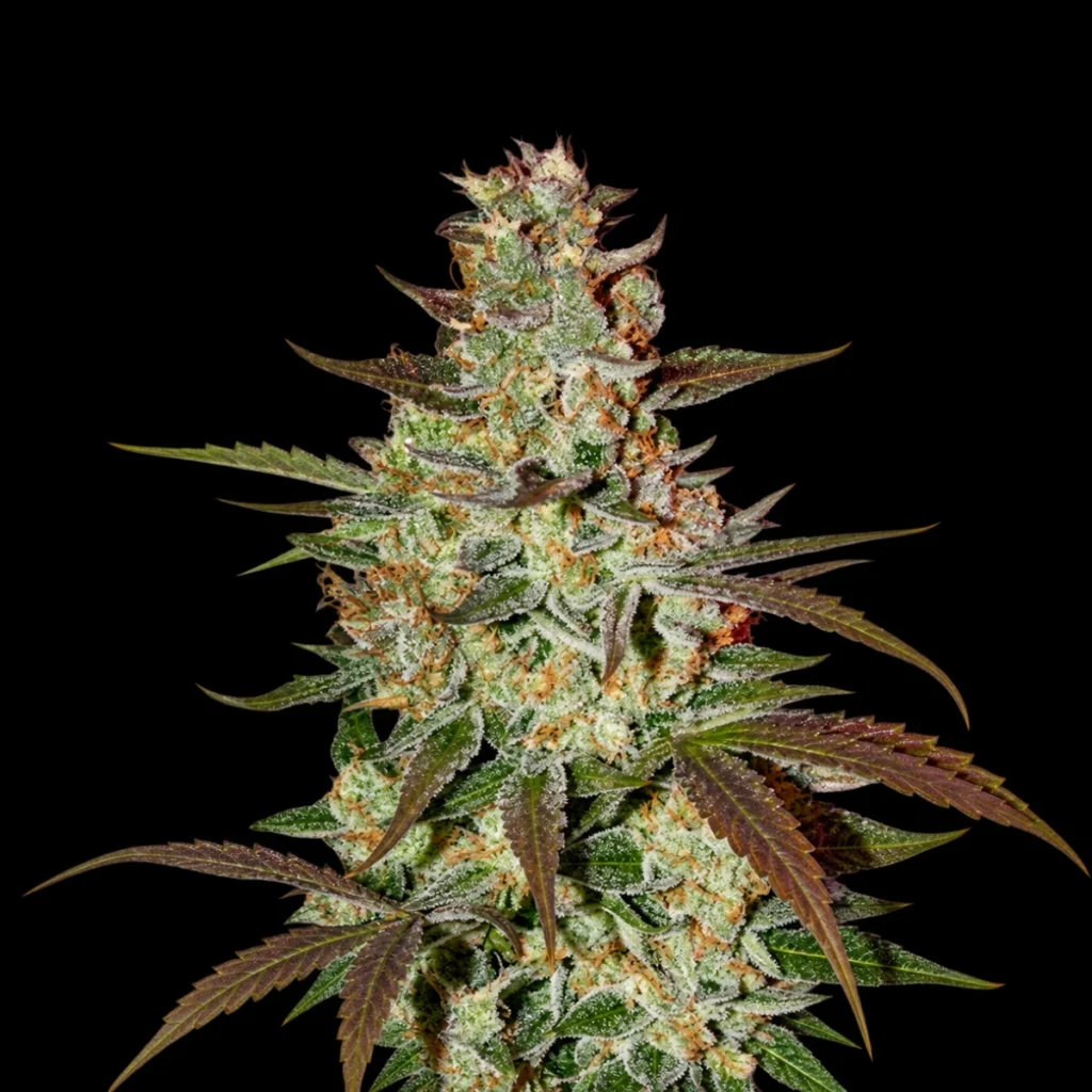 Blue Auto Mazar – Dutch Passion