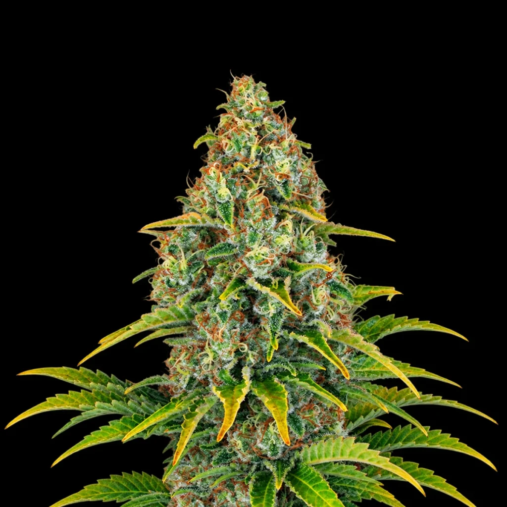 Blue Cheese Auto – Barney’s Farm