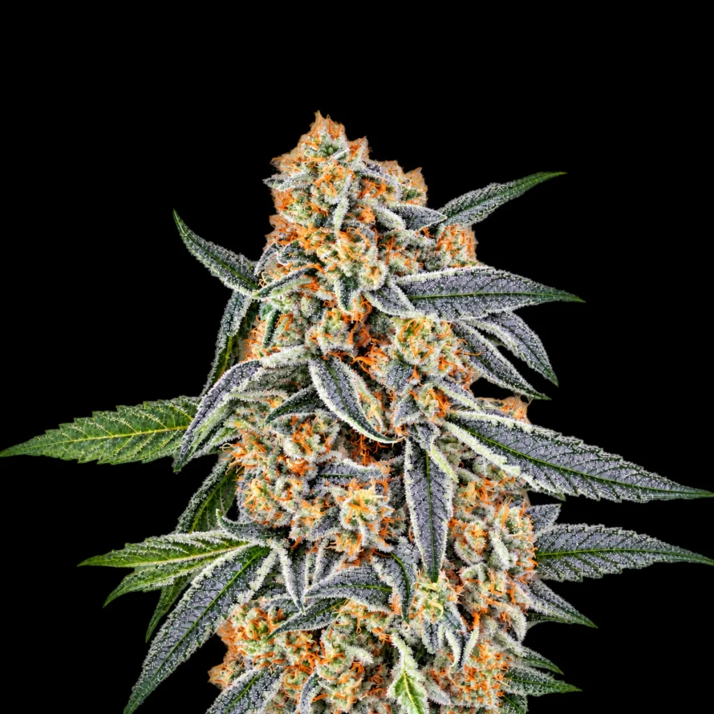 Cookies Kush (Feminiseret) – Barney’s Farm