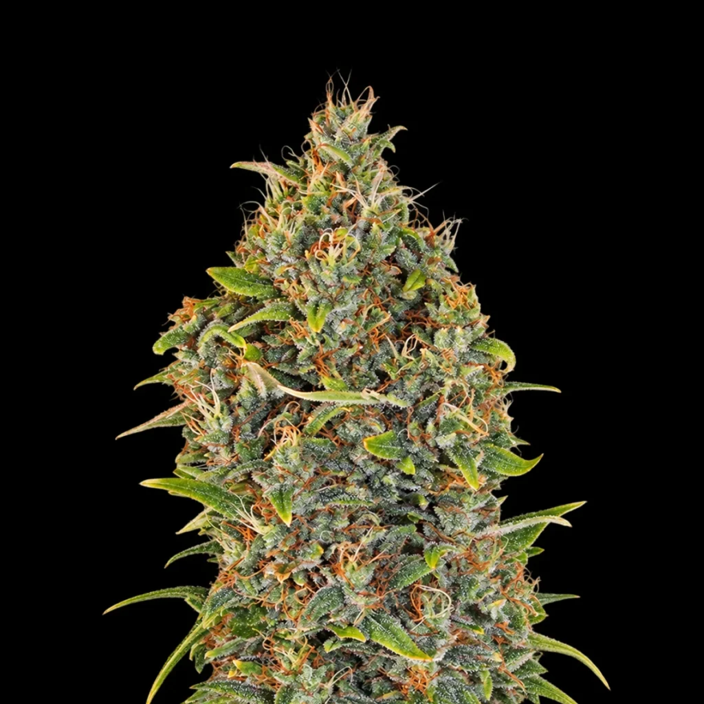 Critical Kush Auto – Barney’s Farm