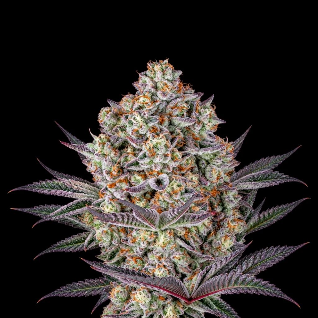 Dos Si Dos 33 (Feminiseret) – Barney’s Farm