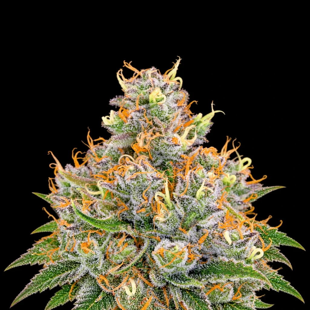 Future #1 (Feminiseret) – Anesia Seeds