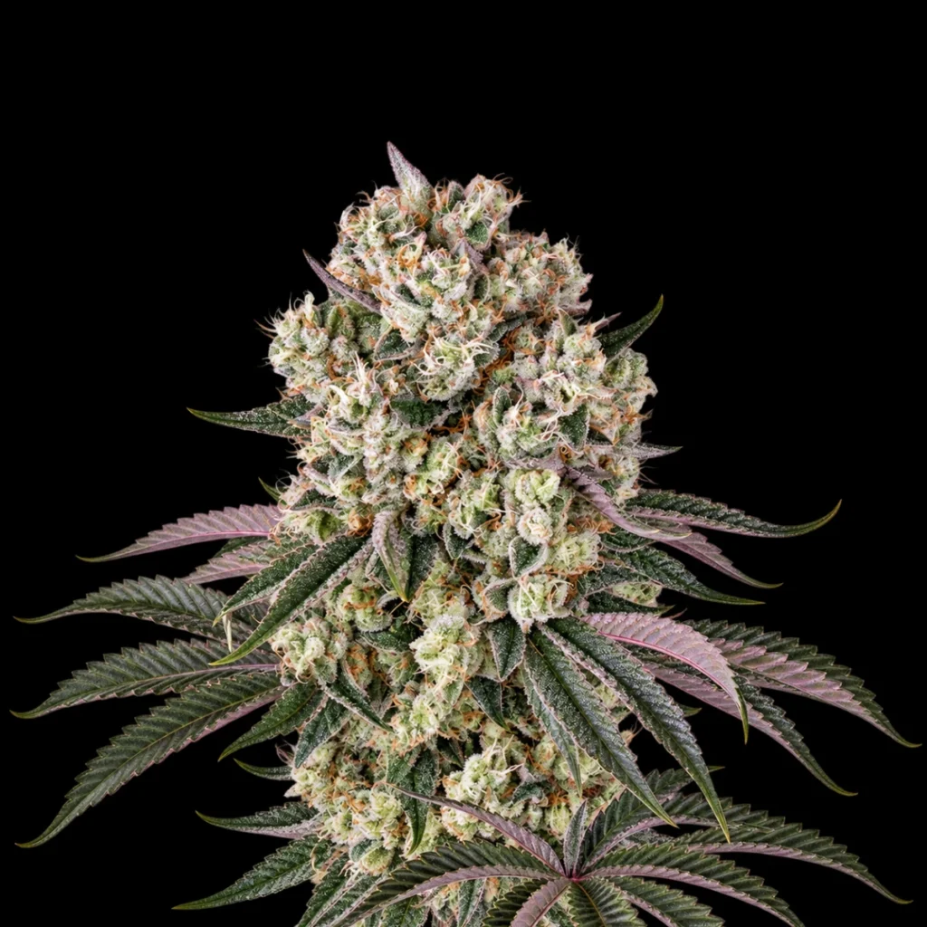 Glookies (Feminiseret) – Barney’s Farm