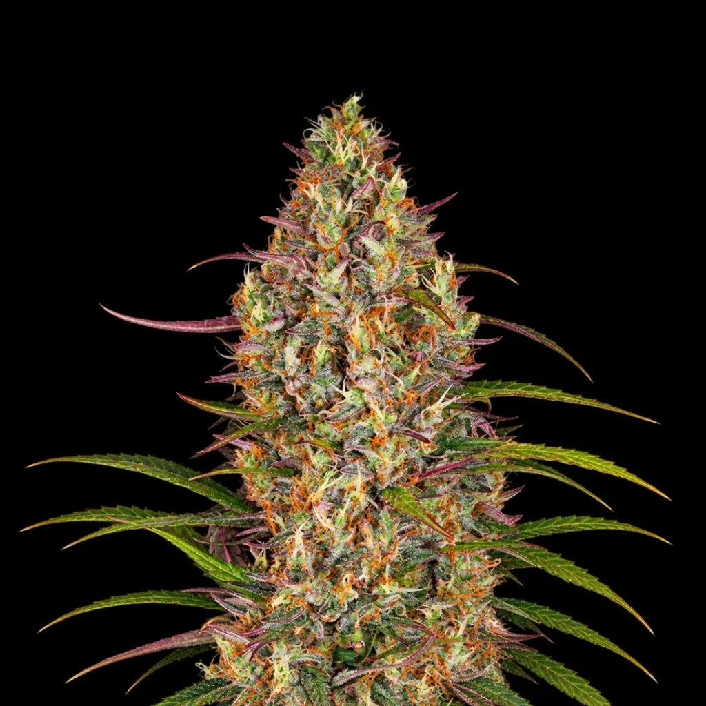 Glue Gelato Auto – Barney’s Farm