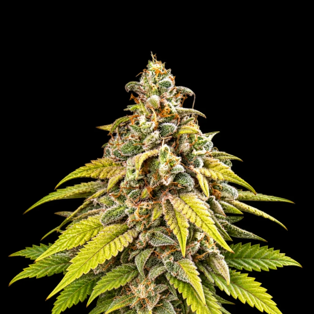 Green Gelato Auto – RQS