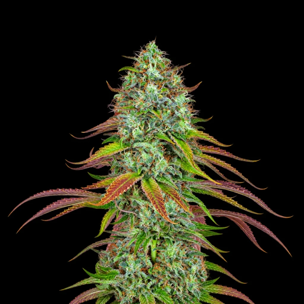 LSD Auto – Barney’s Farm