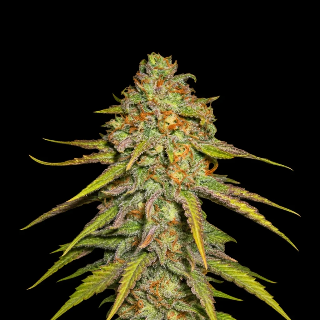 O.G. Kush (Feminiseret) – RQS