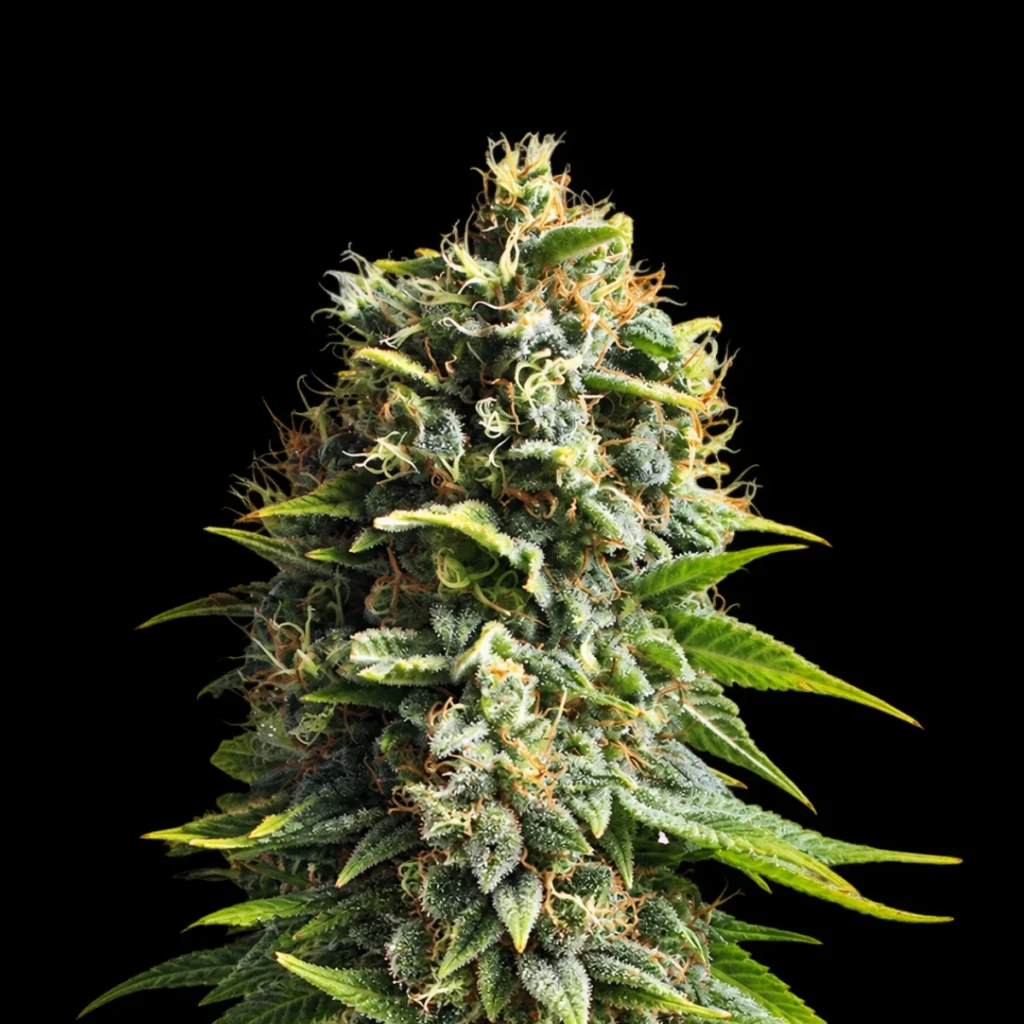 Pineapple Kush (Feminiseret) – RQS