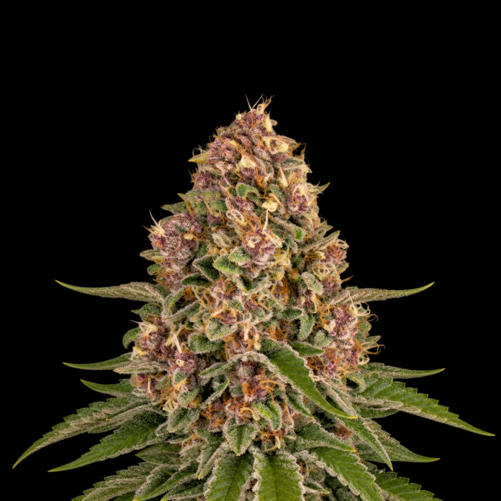 Pink Kush (Feminiseret) – Barney’s Farm