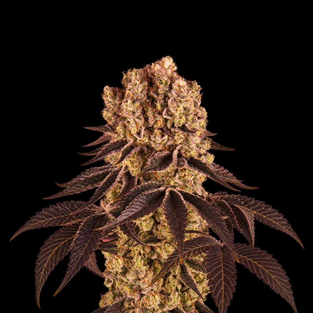 Purple Punch (Feminiseret) – Barney’s Farm