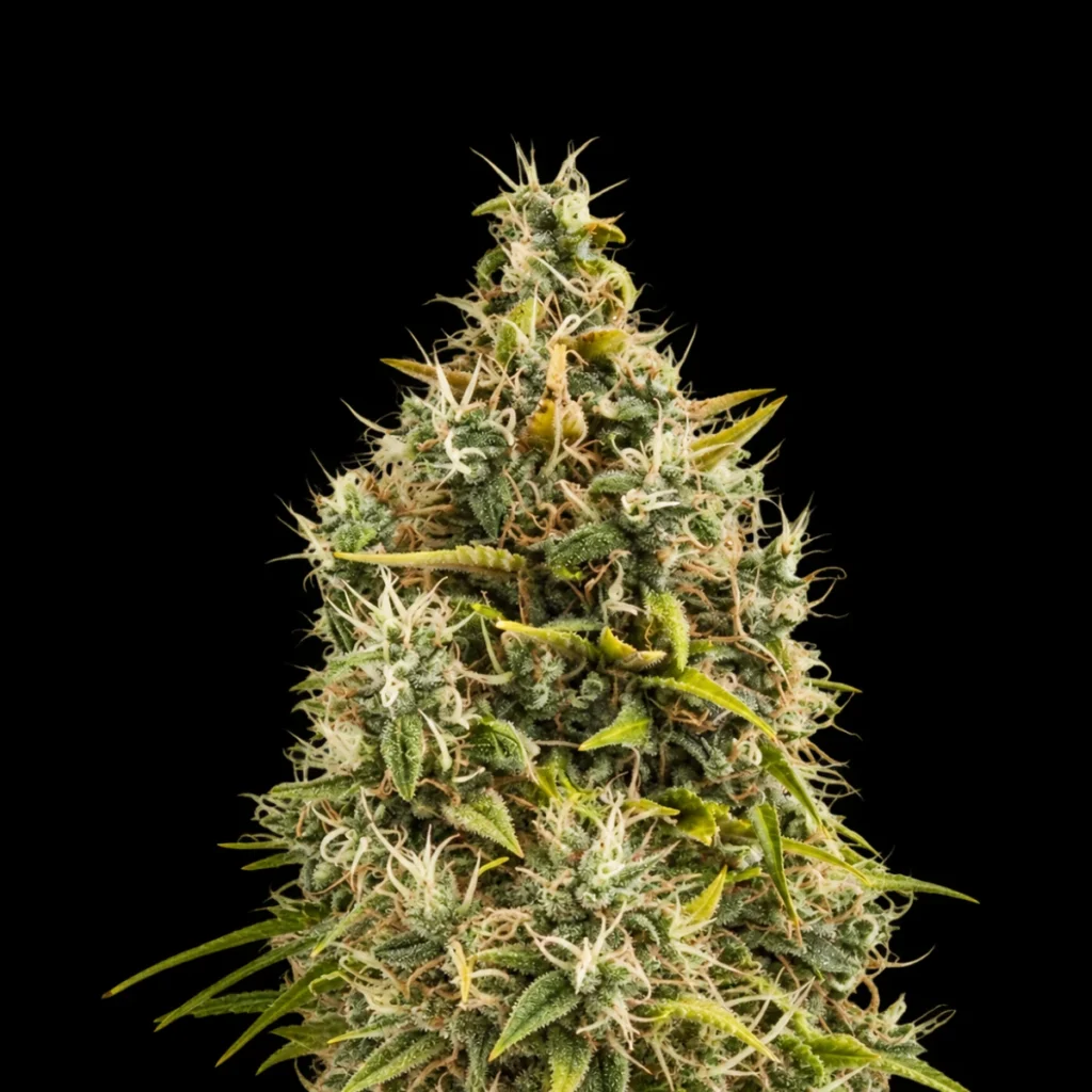 Royal AK Auto – RQS