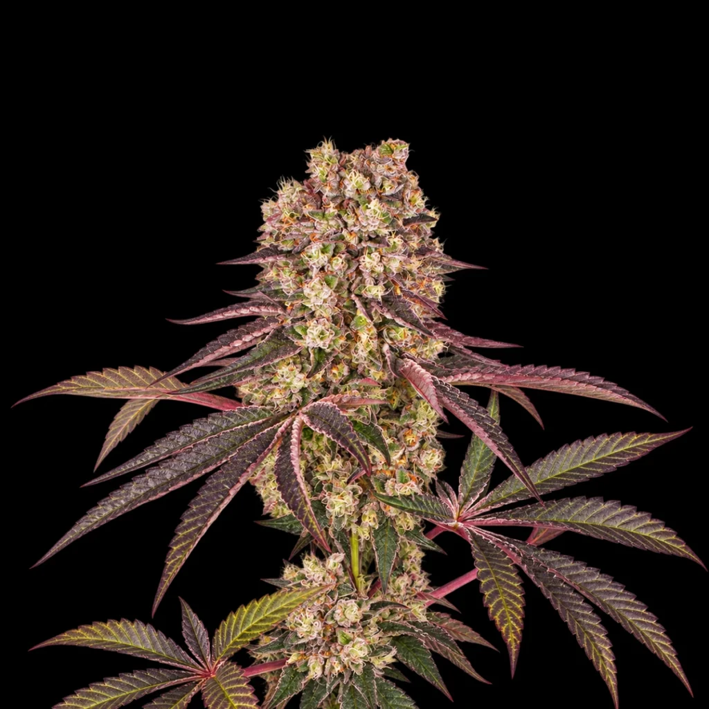 Runtz Muffin (Feminiseret) – Barney’s Farm