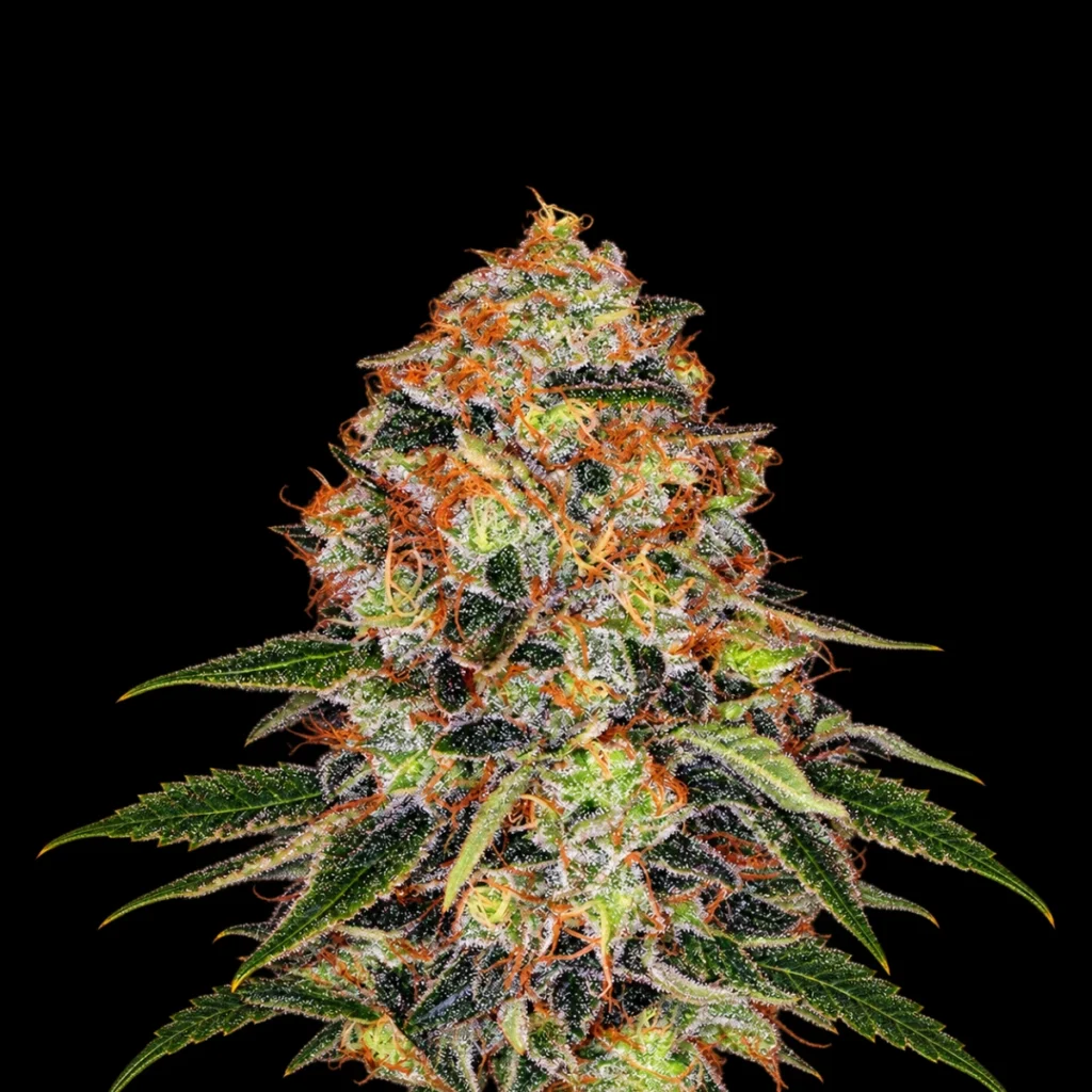 Shiskaberry (Feminiseret) – Barney’s Farm