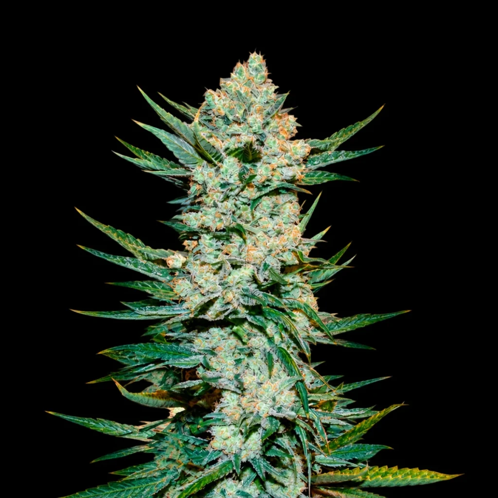 Tangie’Matic Auto – Fast Buds