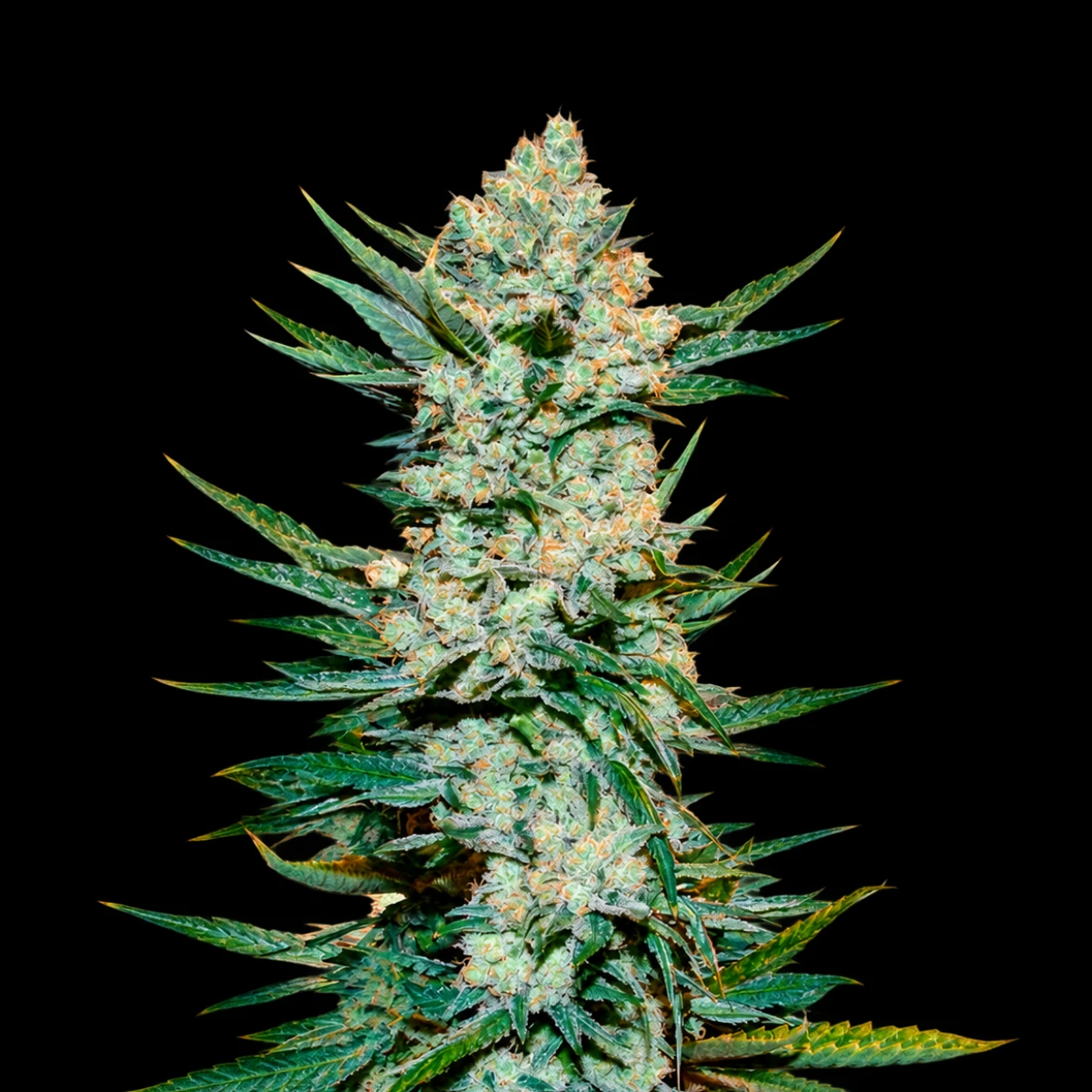 Tangie’Matic Auto – Fast Buds Tangie’Matic Auto – Fast Buds