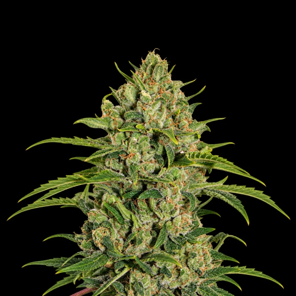 Triple Cheese (Feminiseret) – Barney’s Farm