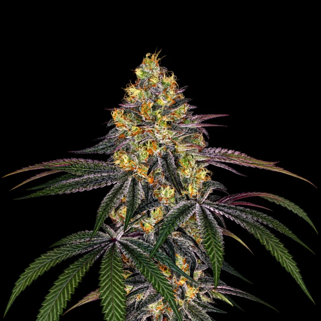 Watermelon Zkittlez (Feminiseret) – Barney’s Farm